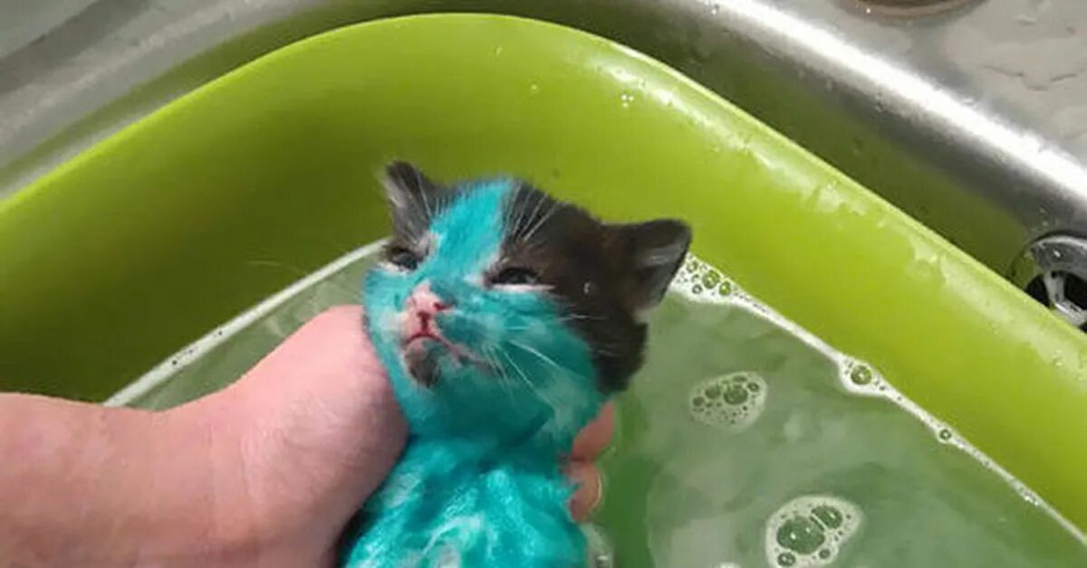 Кот в ванне. Мытье кошки. Мытый котенок. Кот моется. Кошка после купания