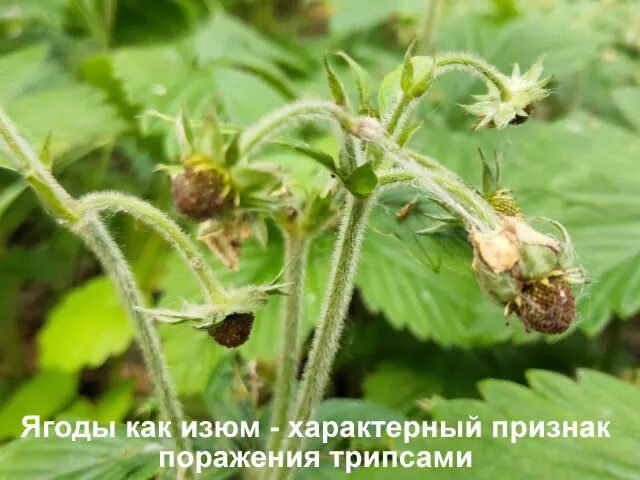 Трипс на клубнике фото признаки. Клубника пораженная трипсом. Трипсы на клубнике. Трипсы на клубнике. Ягода пораженная трипсом.