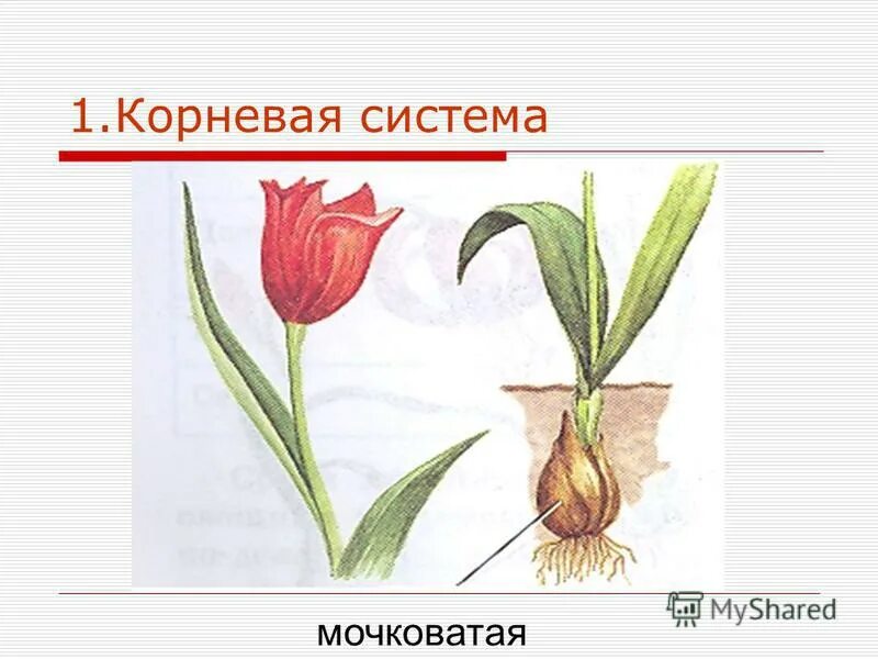Для класса однодольные характерна мочковатая корневая система. Для класса однодольные характерна мочковатая корневая система