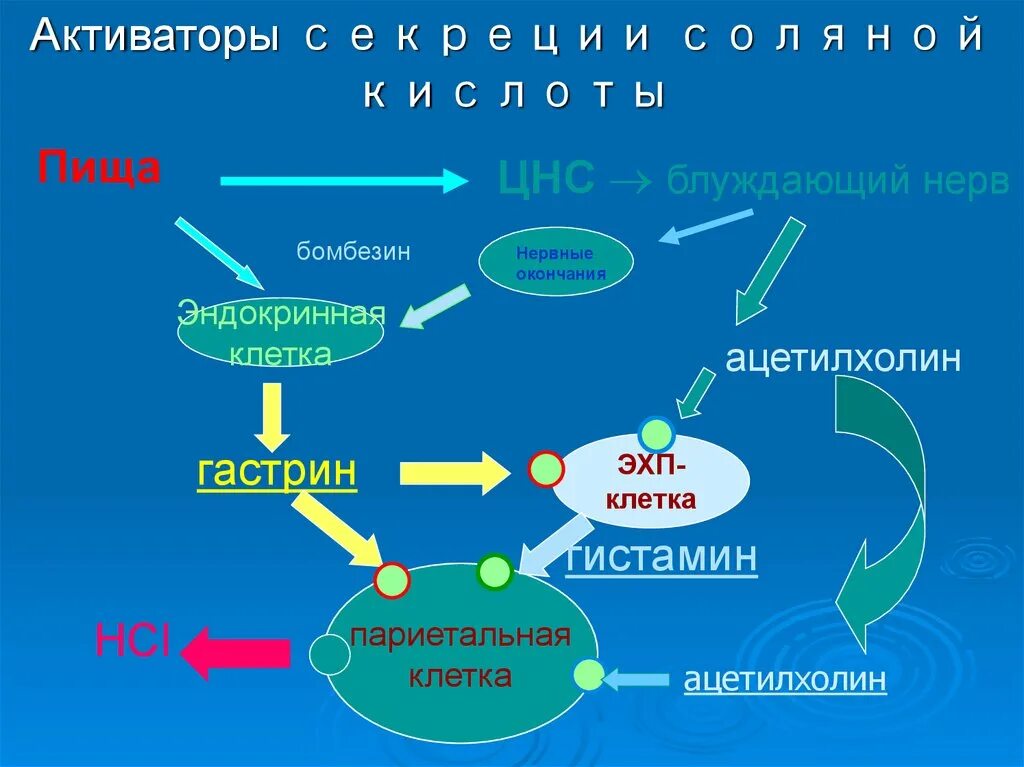 Компоненты соляной кислоты. Механизмы понижение секреции соляной кислоты. Механизм секреции соляной кислоты биохимия. Синтез соляной кислоты в желудке. Механизм образования и секреции соляной кислоты.