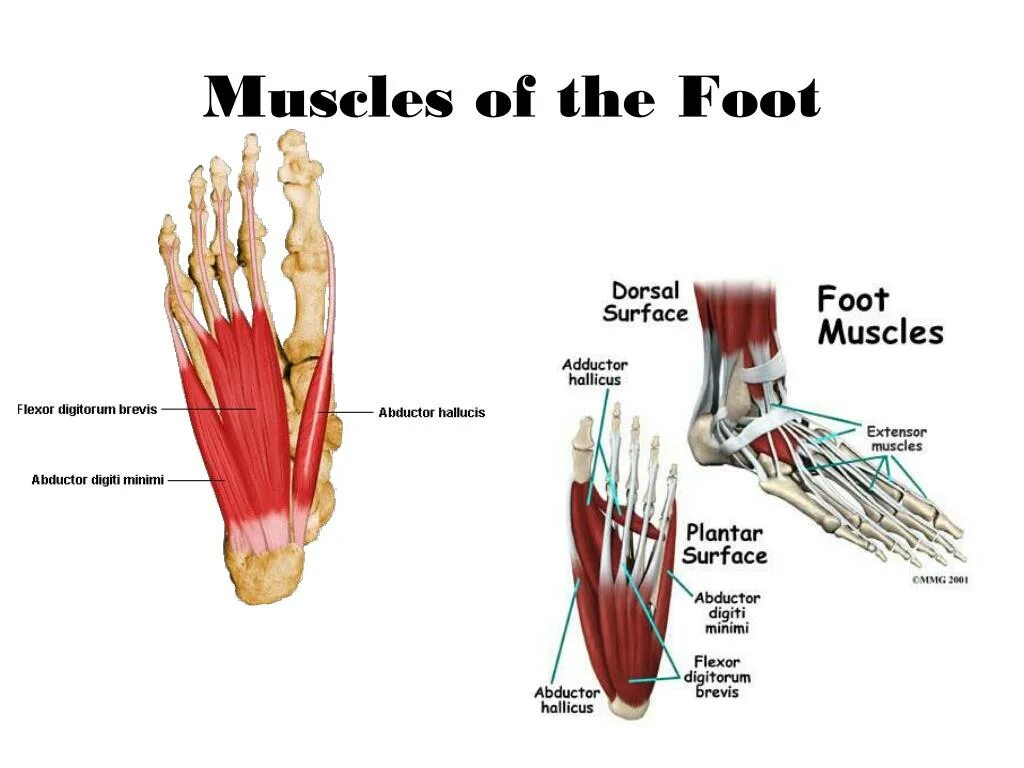 Мышцы стопы анатомия. Extensor digitorum Brevis мышца ног. Muscle feet.