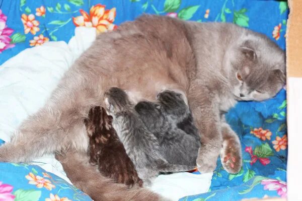 Вислоухая кошка рожает. Рождение шотландских котят. Роды у шотландской кошки. Вислоухие котята рожденные.