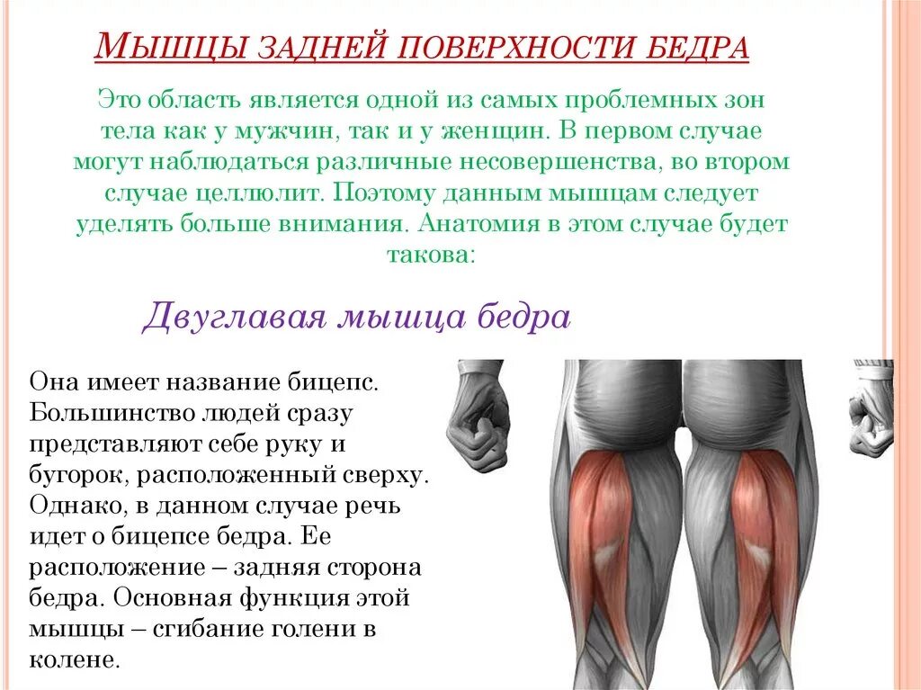 Симптомы повреждения задней мышцы бедра. Полусухожильная мышца бедра. Почему сводит бедра