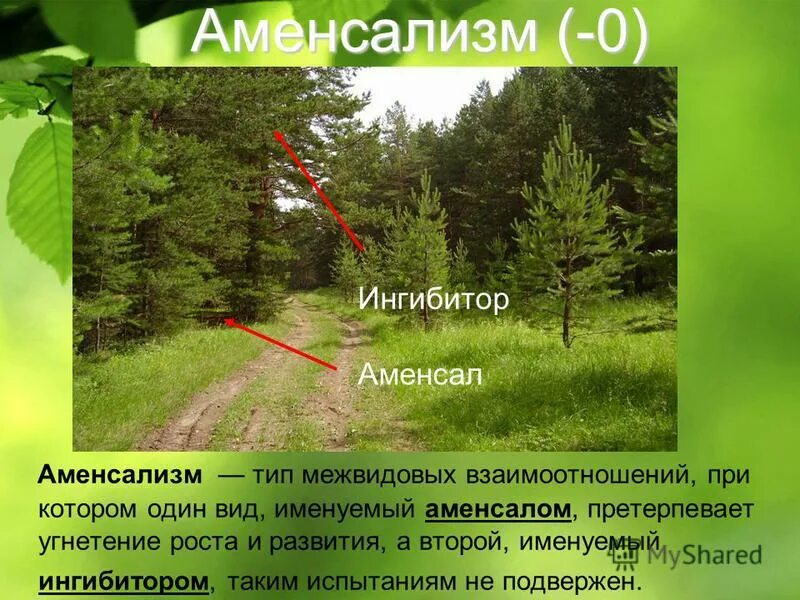 Аменсализм характер взаимодействия. Примеры аменсализма у животных. Аменсализм тип взаимоотношений. Аменсализм тип взаимоотношений. Аменсализм тип взаимоотношений.