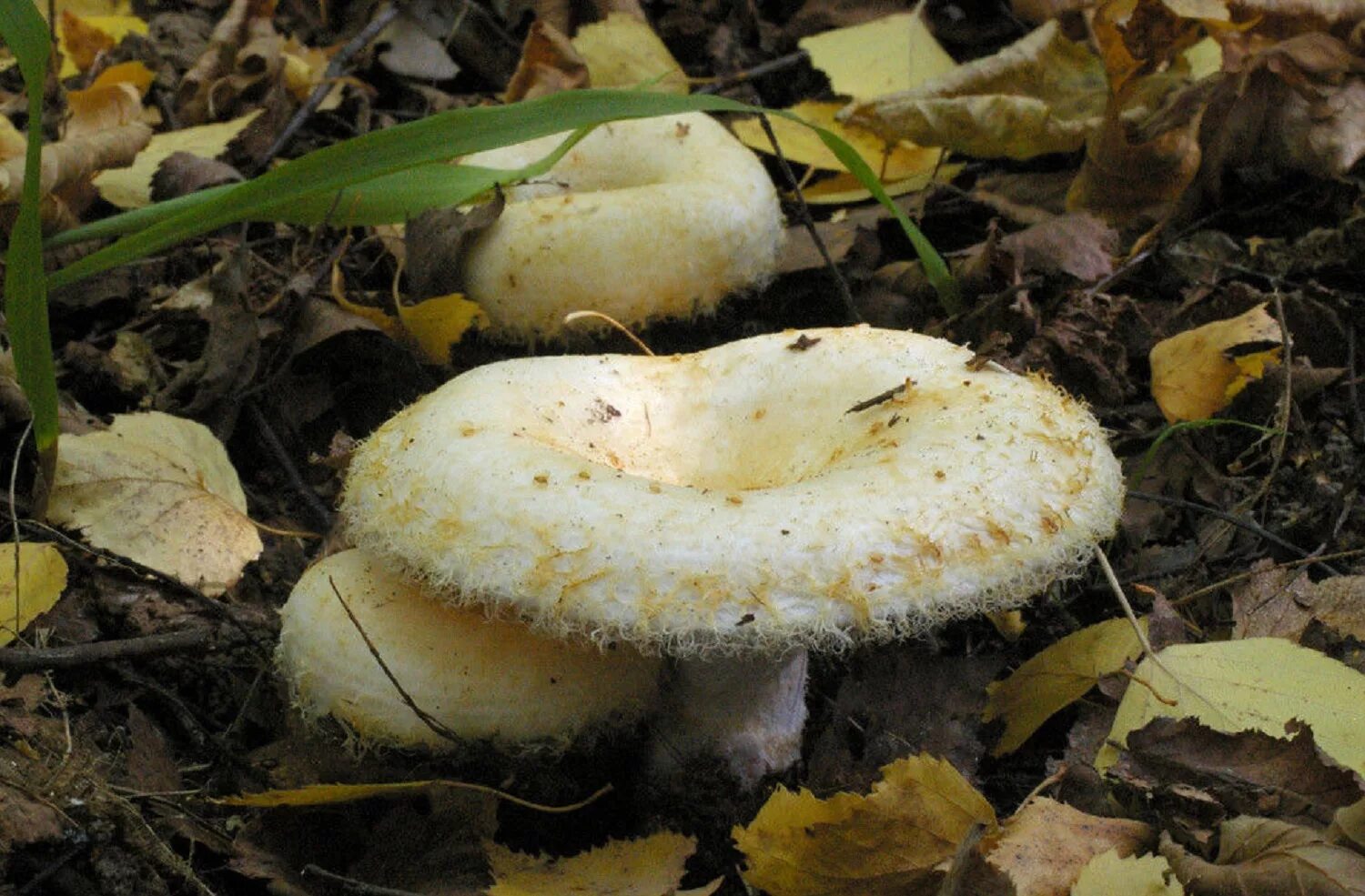 Грибы грузди большие. Груздь бахромистый Lactarius citriolens. Правский груздь. Ельничный груздь. Груздь белый настоящий.