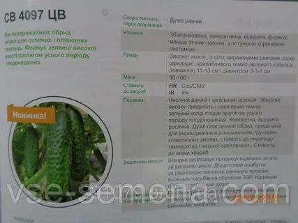 Огурцы 4097 описание