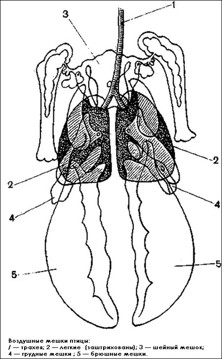 В легкие птиц поступает. Дыхательная система птиц воздушные мешки. Дыхательная система птиц легкие. Строение органов дыхания птиц. Схема воздухоносных мешков у птицы.