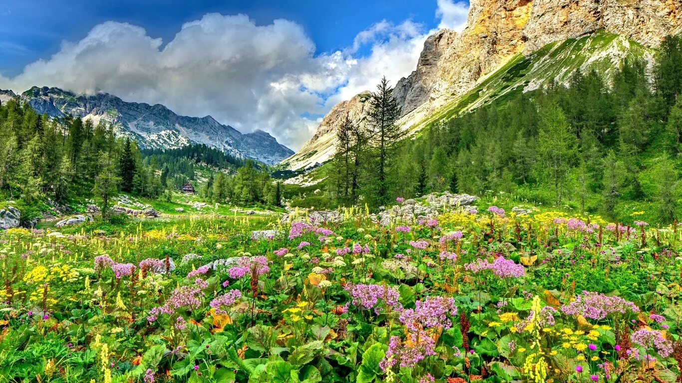 Швейцария Альпы Луга. Горы Алтая Альпийские Луга. Альпийские Луга Риффельальп. Альпийские Луга Швейцария Альпийские Луга Швейцария. Natural spring