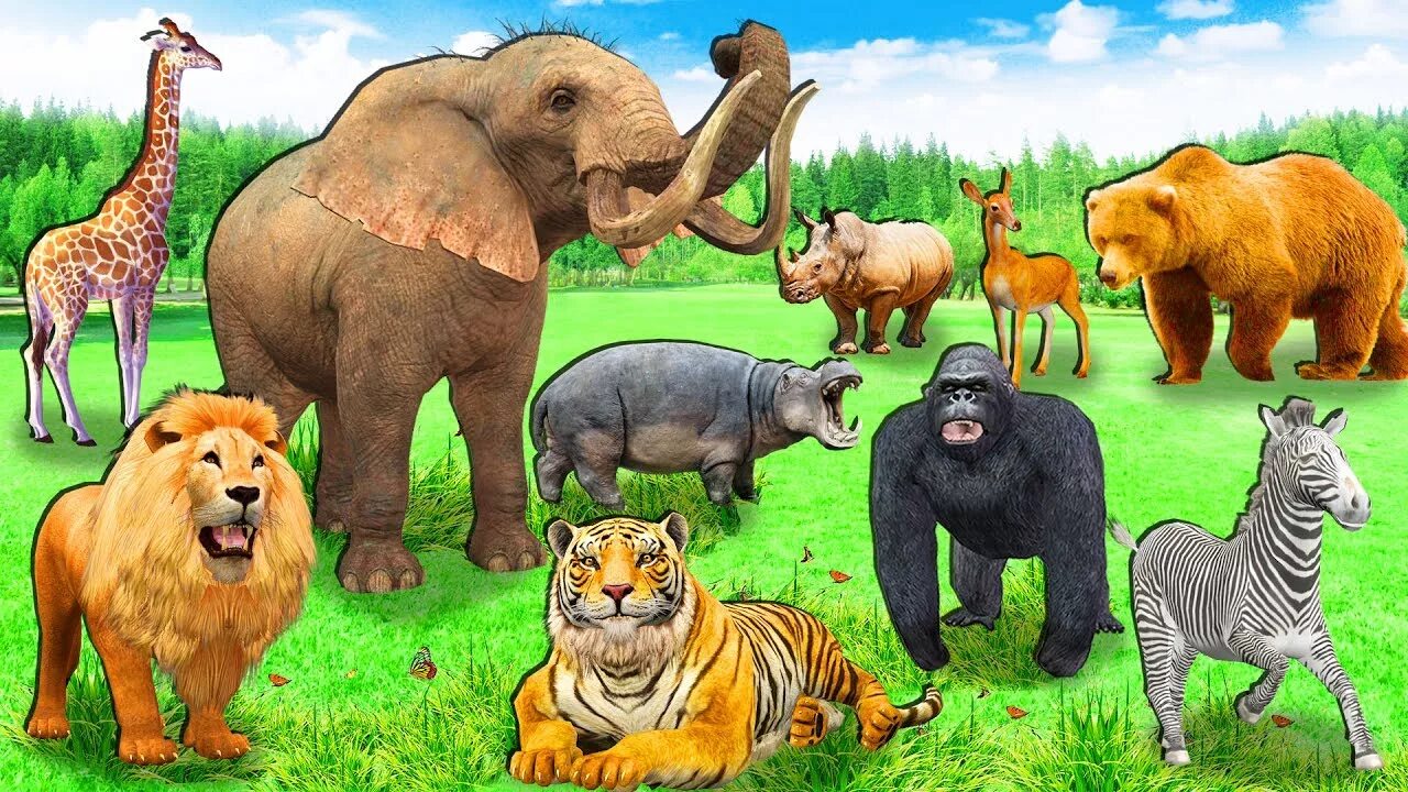 Zoo animals videos