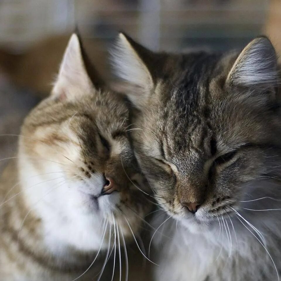 Любовь кошек и котов. Кошки любовь. Кошки обнимаются. Влюбленные котики. Нежные котята.