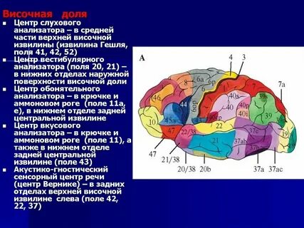 Где находится височная зона