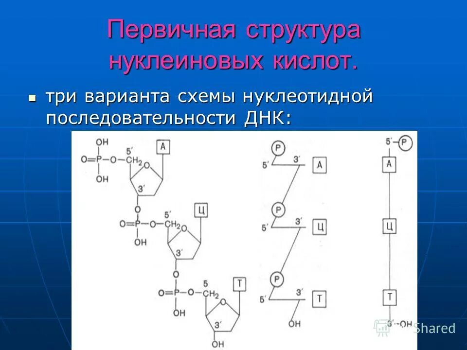 формула днк нуклеиновой кислоты. нуклеиновые кислоты днк. последовательность нуклеиновой кислоты. первичная и вторичная структура нуклеиновых кислот. структура нуклеиновых кислот первичная структура.