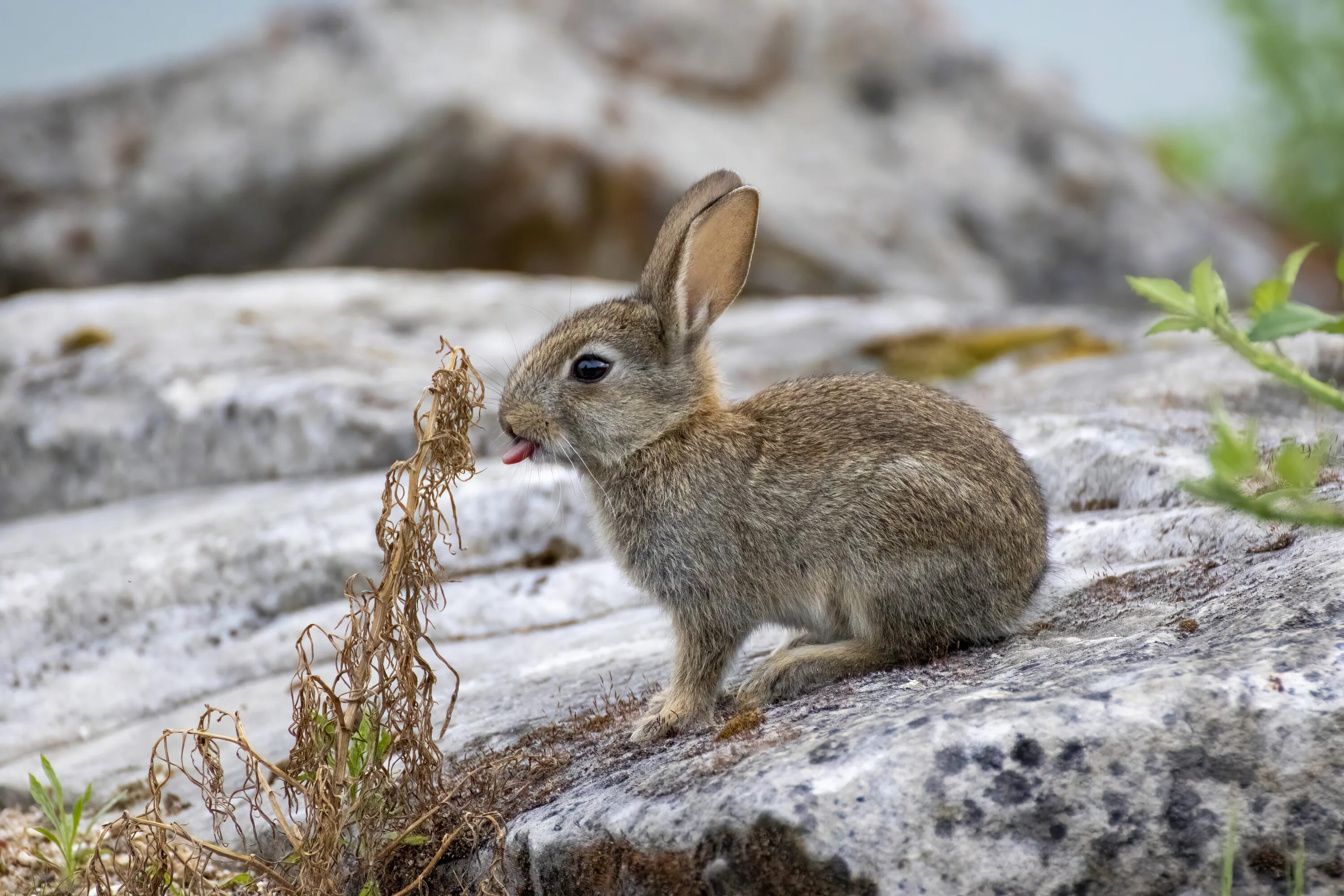 Oryctolagus cuniculus. Дикий кролик (Европейский кролик). Кролики порода Oryctolagus cuniculus. Дикий кролик фото. Мире животных зайцы