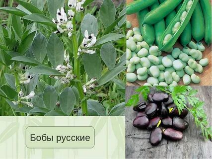 Разновидности бобов