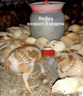 Цыплята бро