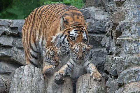 Амурские тигры.