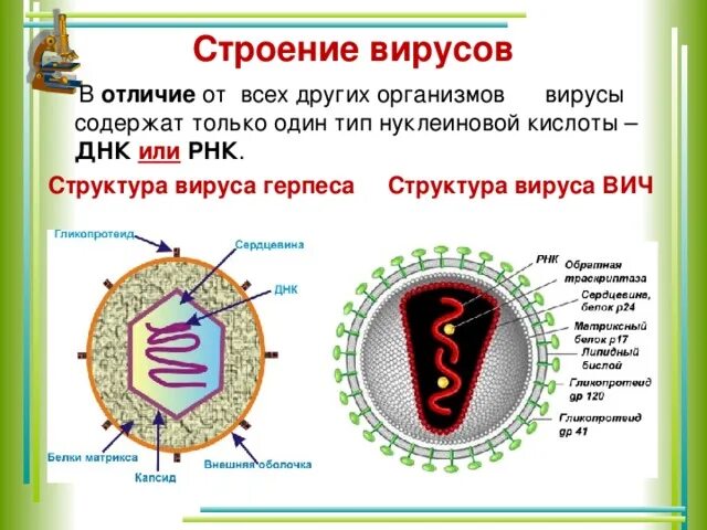 Нуклеотид вируса. РНК содержащий вирус рисунок. Вирус герпеса строение вируса. Строение ДНК И РНК вирусо. Строение ДНК вируса.