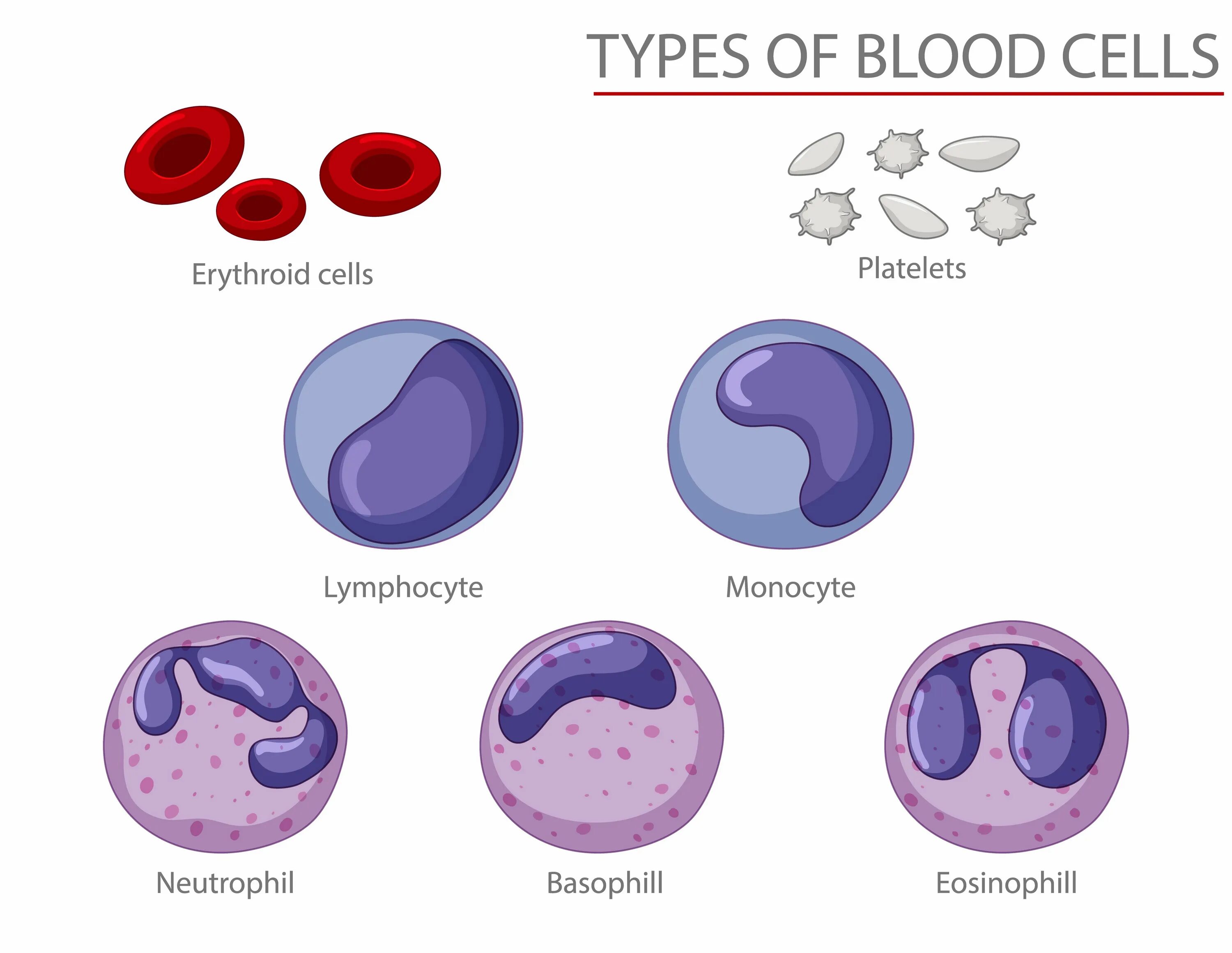 Кровь на б клетки. Эритроциты лейкоциты тромбоциты. Лейкоциты в крови рисунок. Рисунок лейкоцита человека. Эритроциты рисунок.