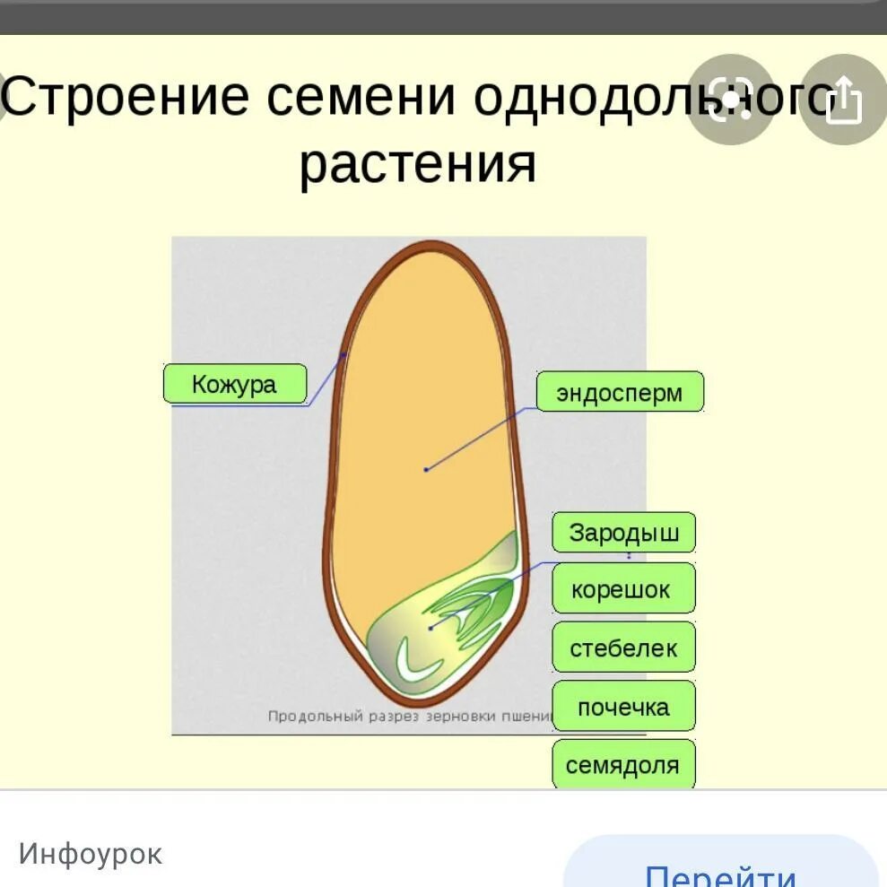 Семя однодольных состоит