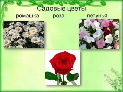 Песня ромашки розы