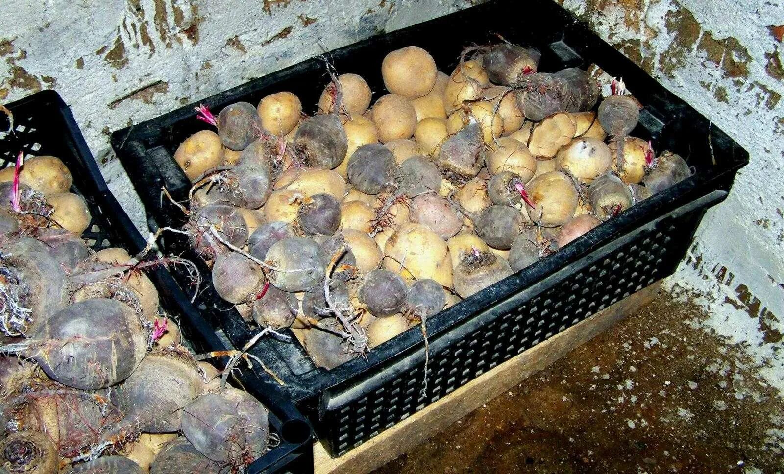 Хранение свеклы. Хранение корнеплодов. Свекла в клумбе. Картофель в погребе. Свекла хранение зимой.