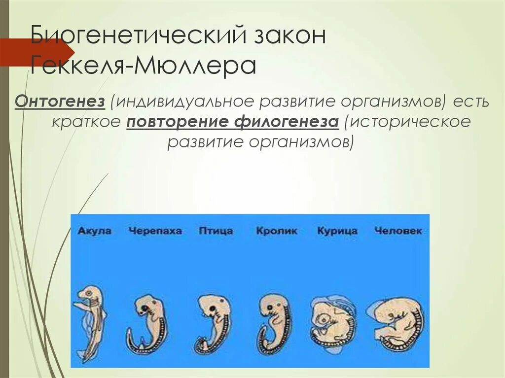 На каких стадиях развития онтогенеза и филогенеза. Геккель онтогенез. Онтогенез есть краткое повторение филогенеза. Биогенетический закон Геккеля Мюллера. Онтогенез является кратким повторением филогенеза.