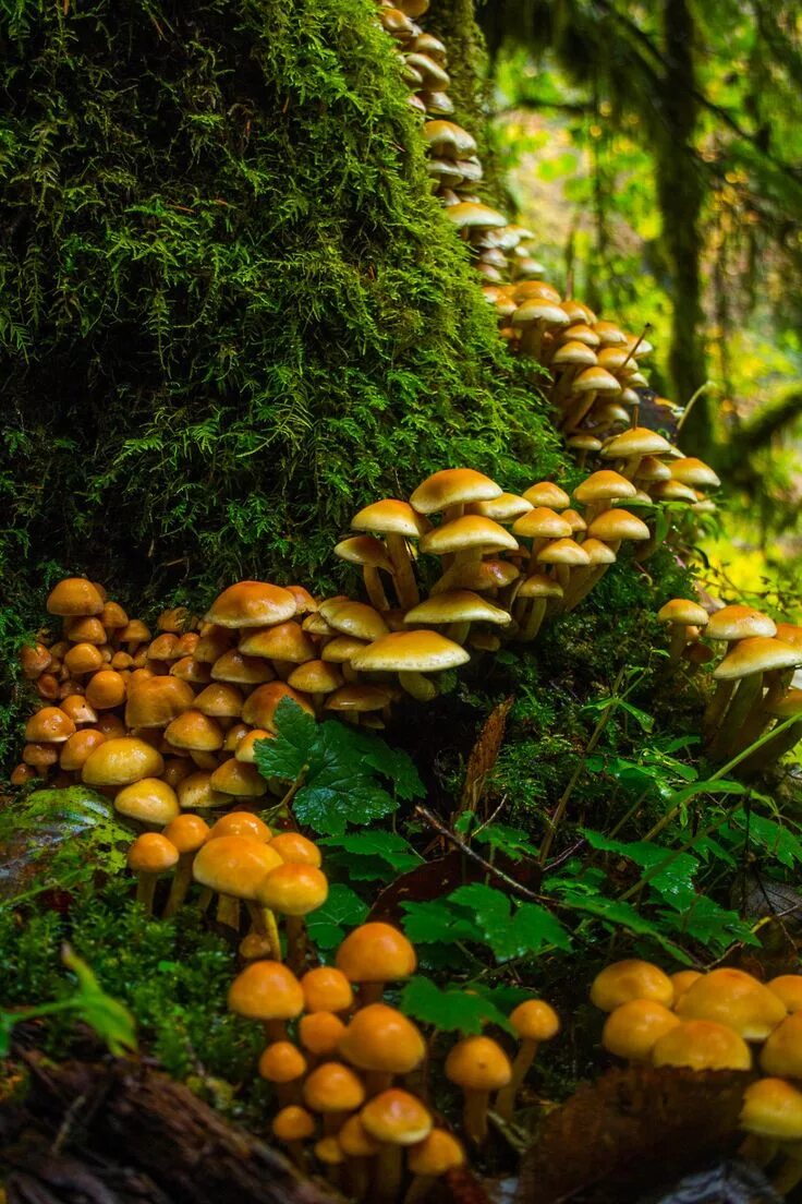 Free Images : tree, nature, forest, autumn, fungus, woodland, habitat, oyster mu