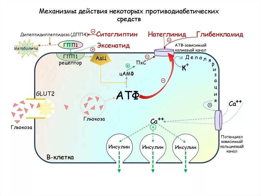 Гпп 1 рецептор