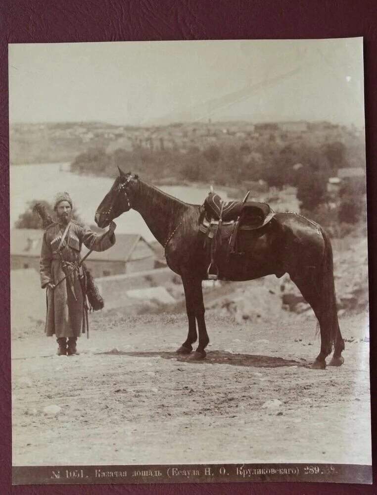 старый есаул. есаул на коне. старый есаул. портрет подъесаула кубанского казачьего войска маслом. казачья лошадь.