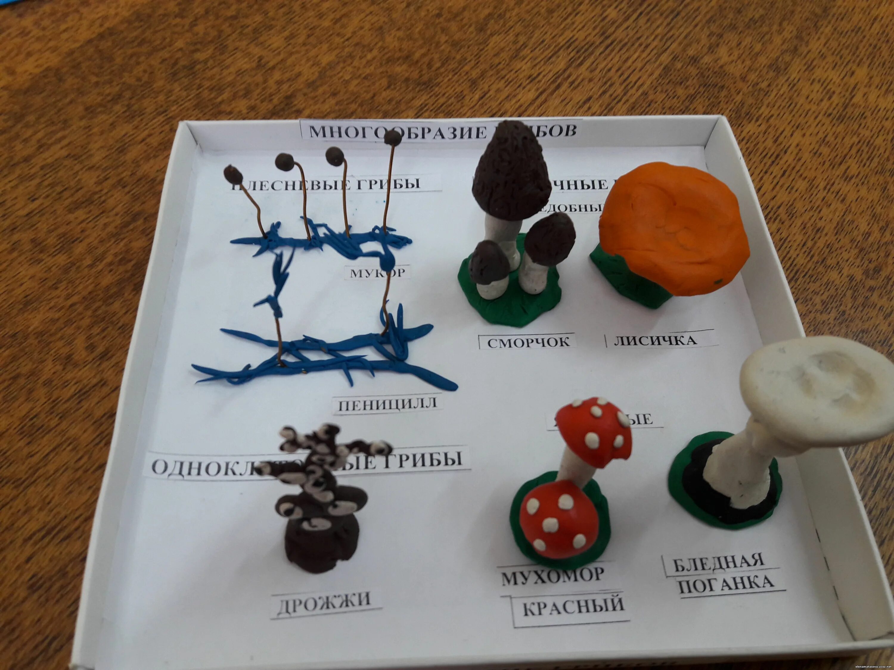 моделирование накуроках биологии. царство грибы 5 класс биология. съедобный разбор. фонетический разбор слова съест 3 класс. съедобный разбор.