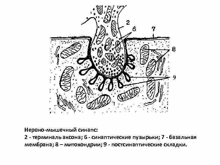 На рисунке цифрой 1 обозначен аксон. Схема нервно мышечного синапса гистология. терминаль аксона. терминаль аксона синапс. нервно-мышечный синапс нервная терминаль.