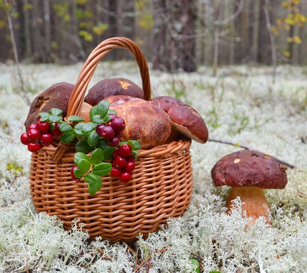 Скачать обои корзина, грибы, корзинка, Натюрморт, раздел еда в разрешении 1024x1