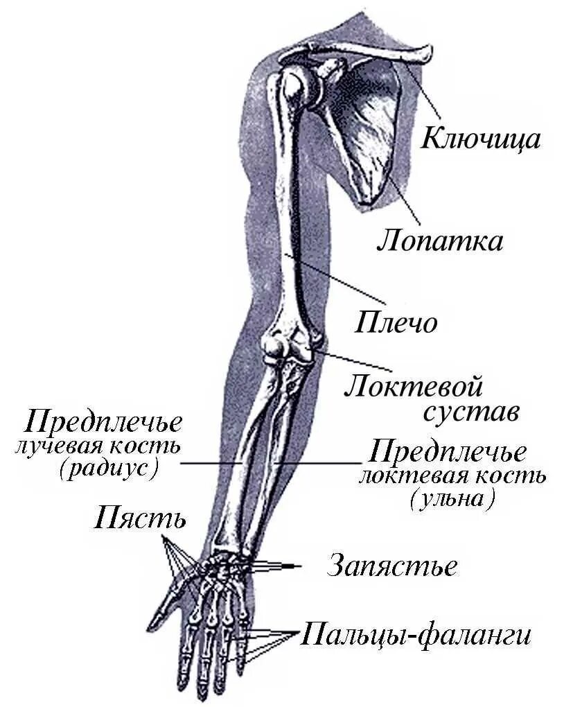 Части подов. Строение руки человека с названиями костей. Строение человеческой руки от кисти до плеча. Строение руки человека с названиями плечо предплечье. Строение скелета руки человека.