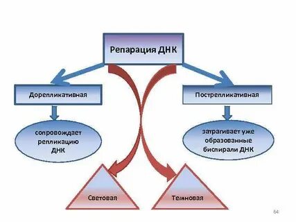Дорепликативная репарация