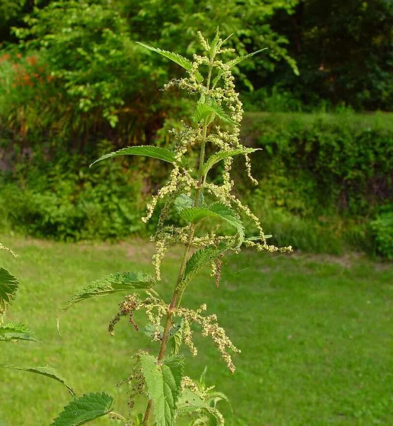 Острая крапива. Крапива коноплевидная. Urtica cannabina. Крапива коноплевая (коноплевидная). Крапива двудомная крапива коноплевая.