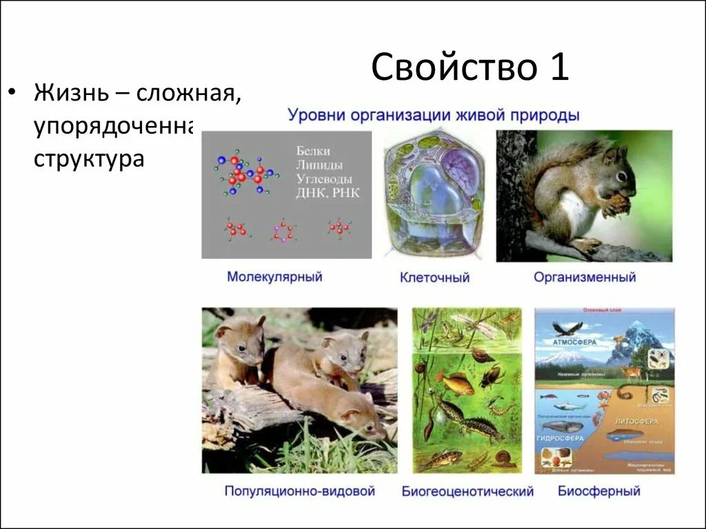 Свойства живых организмов биология. Признаки живых организмов биология. Свойства живого рисунок. Свойства живых организмов в природе.