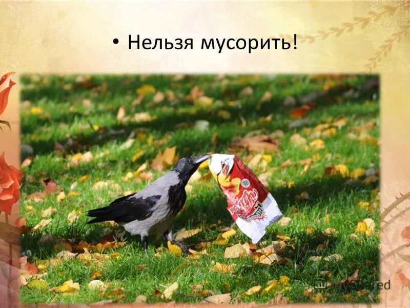Crow не работает. Crow не работает