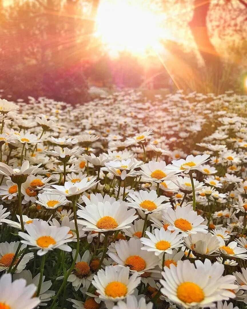Доброе утро цветы солнце. Цветы в лучах солнца. Ромашковое поле. Солнечный цветок. Утренние цветы.