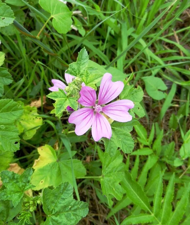 Malva neglecta - Изображение особи - Плантариум
