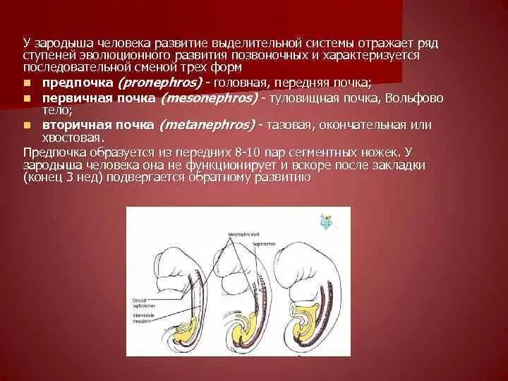 Аномалии развития мочеполовой. Пороки развития органов мочевыделительной системы. Аномалии выделительной системы. Этапы развития мочеполовой системы. Эволюция органов мочевыделительной системы.