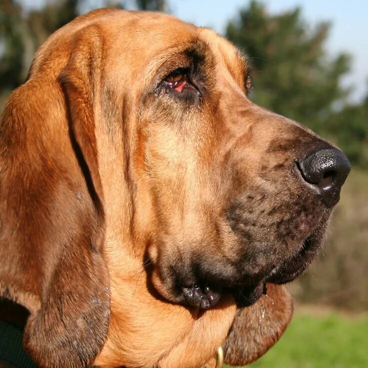 Bloodhound regression
