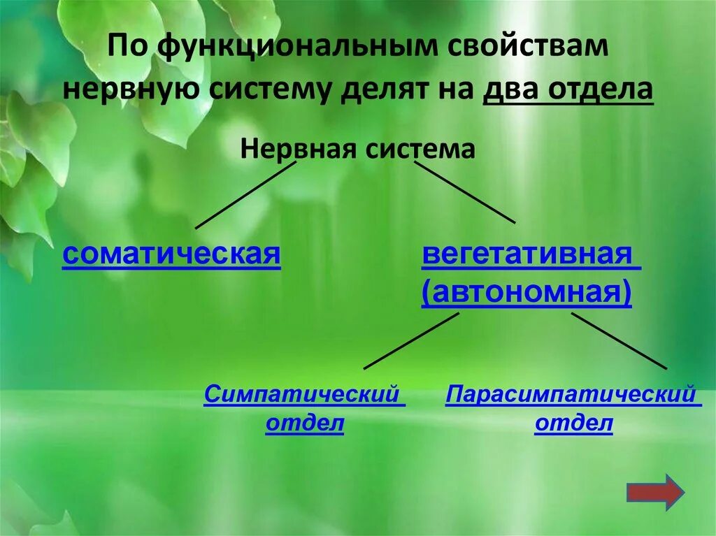 Свойство организмов изменяться. Жизнедеятельность организмов. Жизнедеятельность организмов презентация. Функционально нервную систему делят на два отдела. Жизнедеятельность организмов 5 класс.