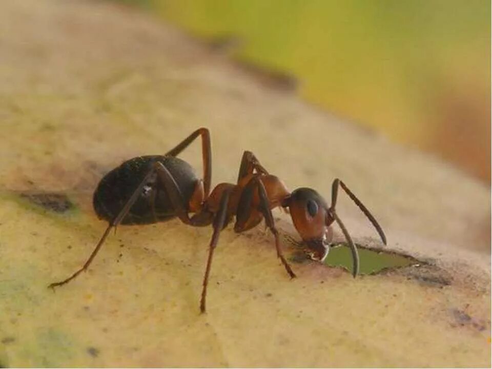 Красногрудый муравей-древоточец. Насекомые муравей. Муравьи в муравейнике. Муравейник насекомые.