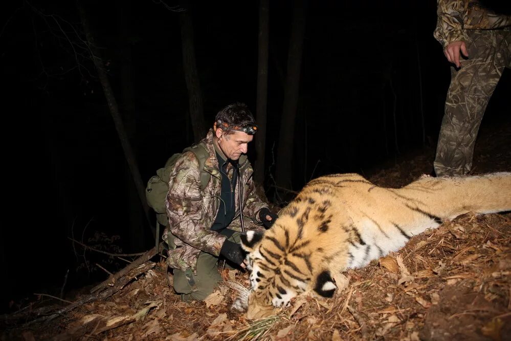 Сохранение тигров. Амурский тигр охрана. Охрана амурских тигров. Защита Амурского тигра.