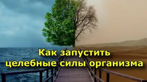 Целебные силы организма