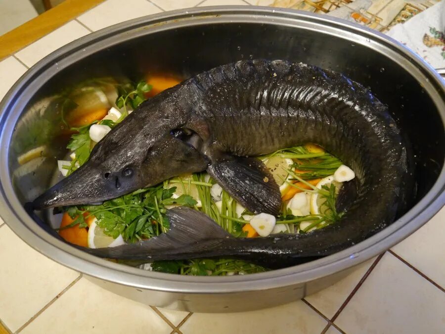 стерлядь в фольге. стерлядь лявенги. стерлядь в фольге. стерлядка в духовке в фольге. севрюга фаршированная.