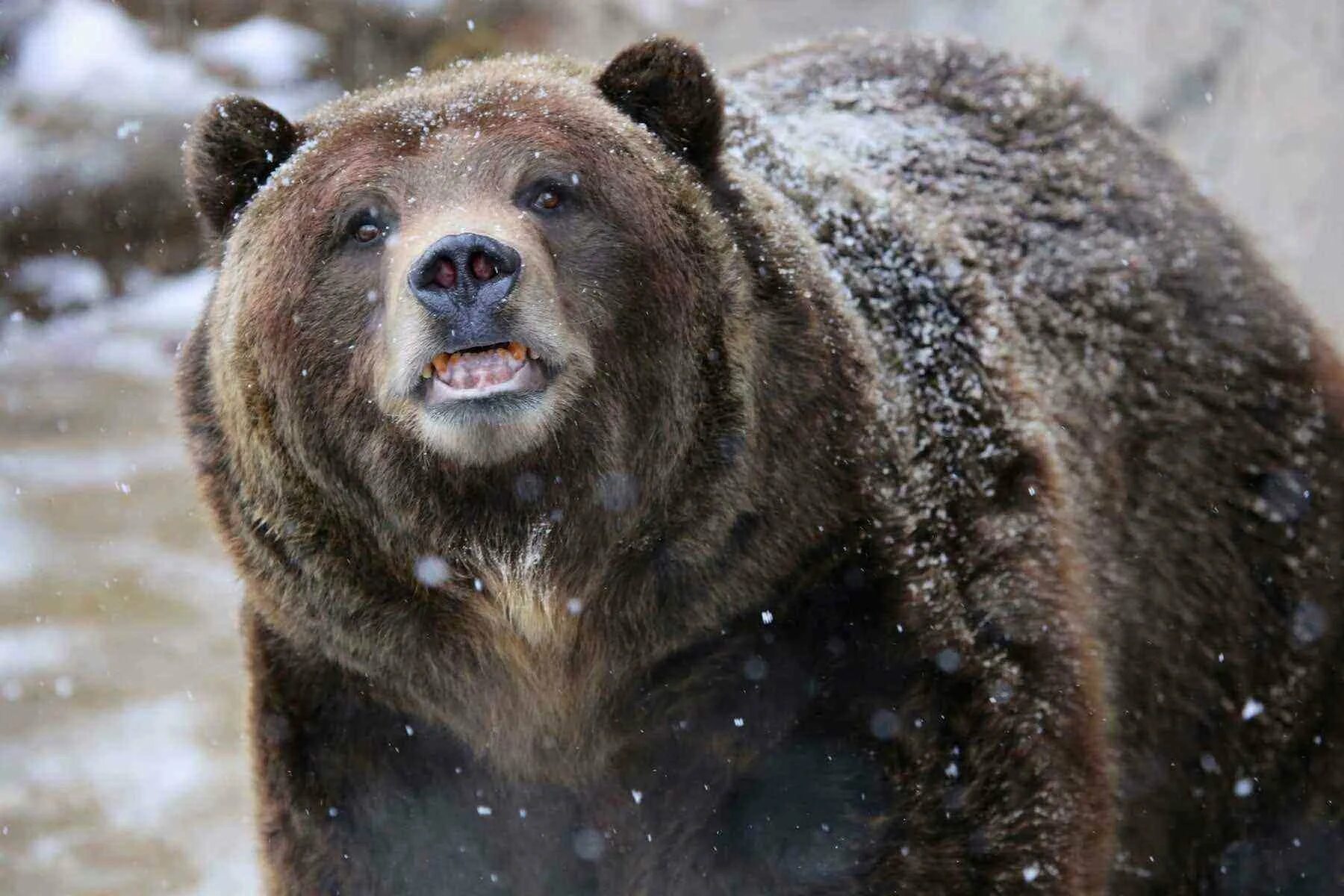 Суровый медведь. Морда медведя. Злой медведь. Бурый медведь сибирь. Сильный медведь.