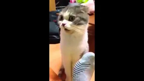 Песня прикинься киса песиком понюхай