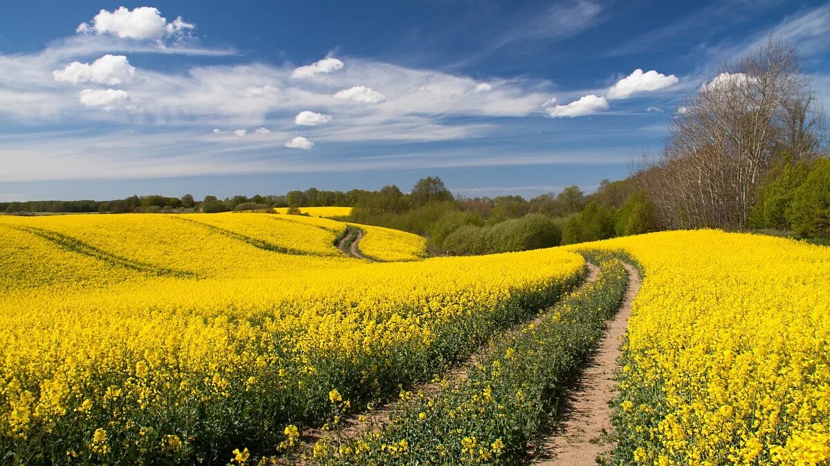 Рапсовые поля Франции. Рапсовое поле в Зарайске. Желтое поле. Красивое поле. Виднелось желтое поле
