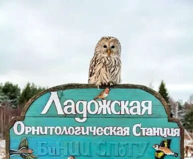 Экскурсия на орнитологическую станцию
